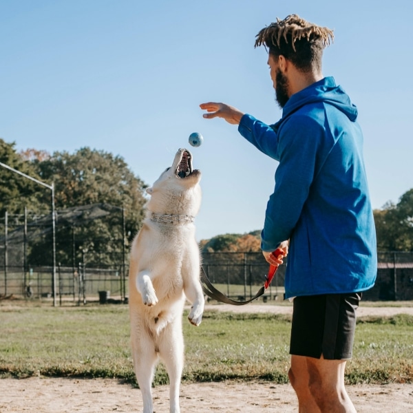 A fun place to play catch with your dog is in McFarland, WI